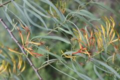 Dendrophthoe falcata